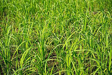 《孤岛惊魂6》次世代版没有光追效果 育碧透露原因